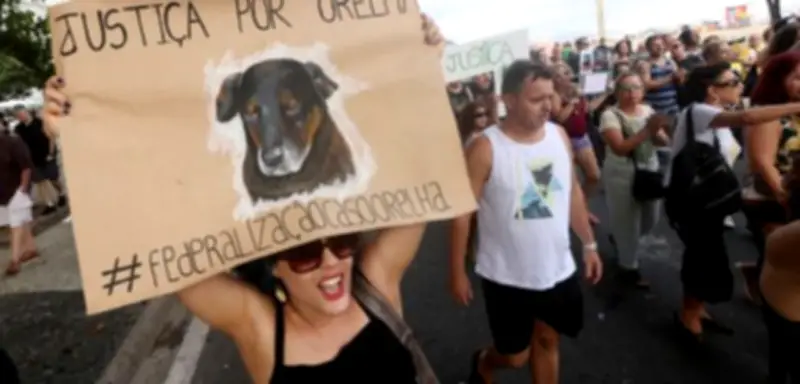 Brasilien vereint im Mitleid: Straßenhund Orelha wird zur nationalen Symbolfigur