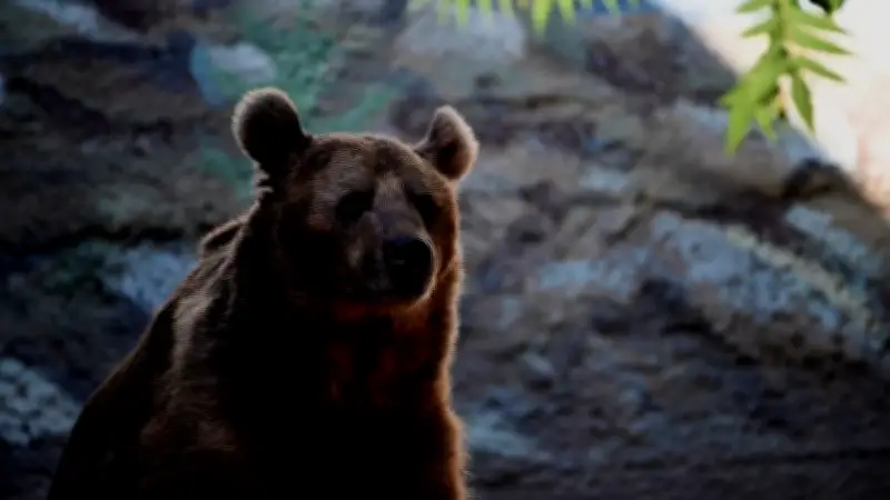 Bären erwachen aus Winterschlaf: Aktivitätsphase beginnt für Wanderer
