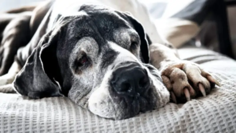 Britische Studie definiert: Ab wann Hunde wirklich als Senioren gelten