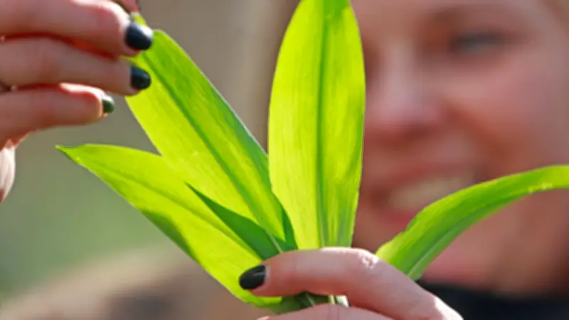 Bärlauch-Saison eröffnet: Kräuterexpertin aus Runow verrät Geheimnisse des Frühlings-Boosters