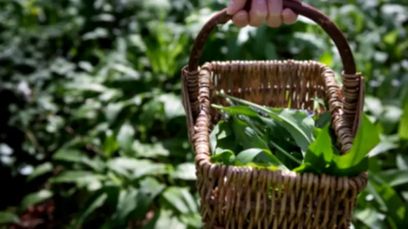 Bärlauch-Sammeln: Nur eine Handvoll erlaubt - Bußgelder bis 50.000 Euro drohen