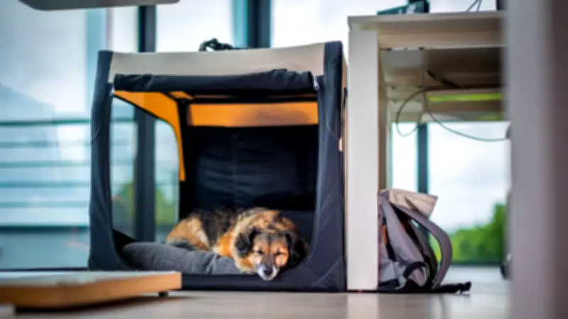 Bürohunde: Regeln und Herausforderungen für Vierbeiner am Arbeitsplatz