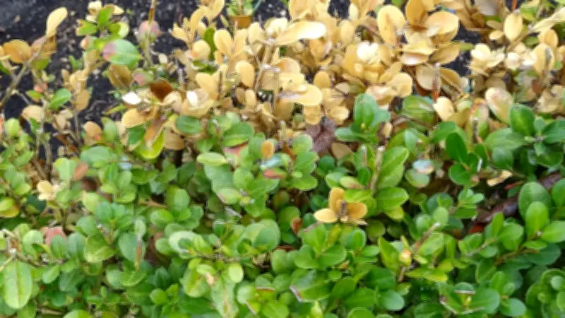 Buchsbaumpilz vernichtet Hecken in Rekordzeit – So erkennen und bekämpfen Sie die Gefahr