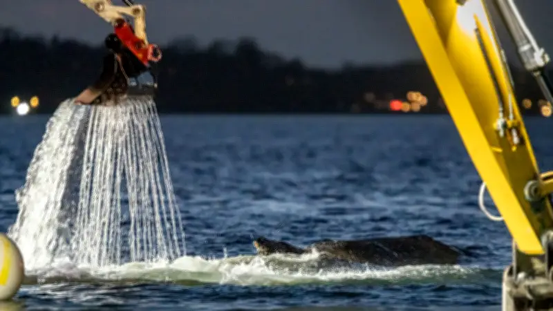 Buckelwal befreit sich nach Rettungsaktion von Ostsee-Sandbank
