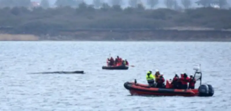 Buckelwal in der Ostsee: Drama um gestrandetes Tier in Wismarer Bucht