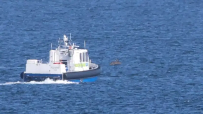 Buckelwal in Lübecker Bucht: Rettungsaktion und die Frage nach seinem Überlebenswillen
