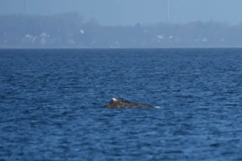 Buckelwal in Lübecker Bucht: Schlauchboote lenken Wal nach Strandung zurück aufs Meer