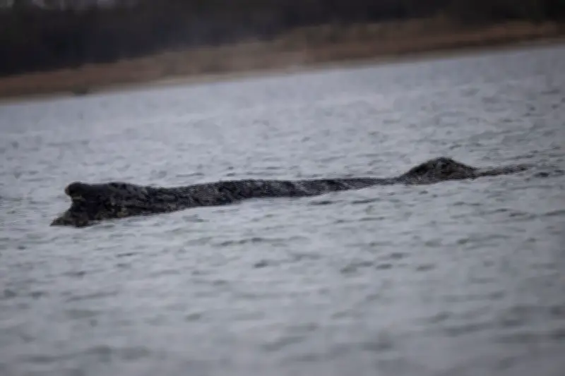 Buckelwal in Wismarbucht erneut befreit - Erneute Strandung bleibt möglich