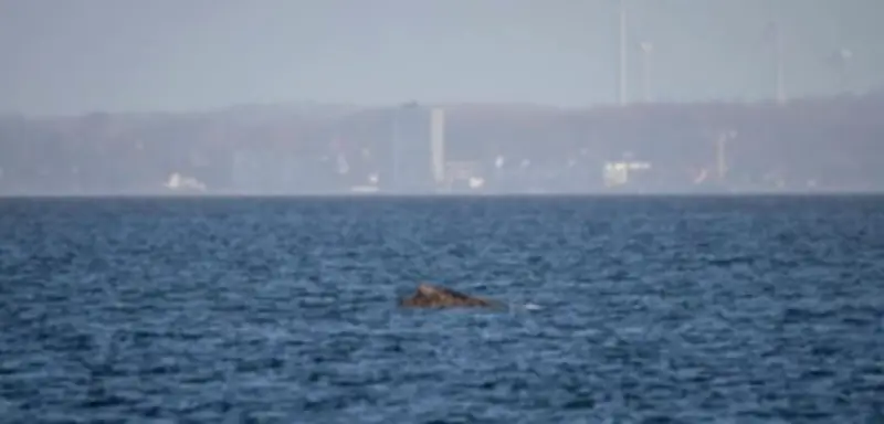 Buckelwal in Wismarbucht erneut gestrandet: Rettungsaktion geht weiter