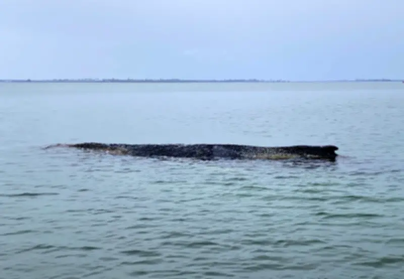 Buckelwal in Wismarbucht: Sanfte Rettungsaktion für gestrandetes Tier geplant