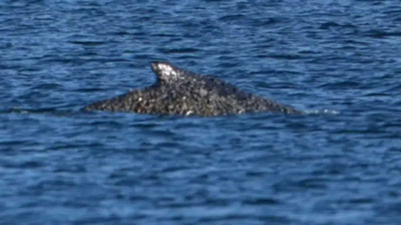 Buckelwal nach erfolgreicher Rettung erneut in der Wismarbucht gestrandet