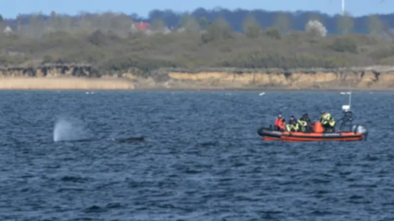 Buckelwal nach zweiter Strandung wieder frei in der Ostsee vor Wismar gesichtet
