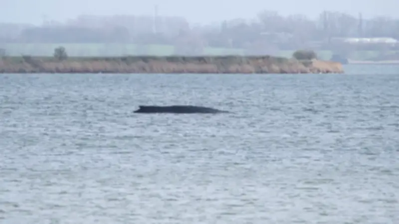Buckelwal Timmy erneut in Not: Zweite Strandung an der Ostsee