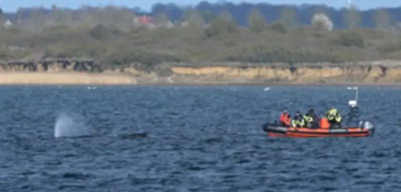 Buckelwal »Timmy« in der Ostsee: Wal abgetaucht, Rettungsaktion vorerst pausiert