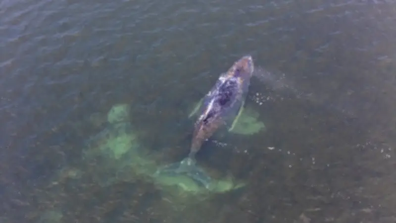 Buckelwal Timmy in Not: Wer entscheidet über Leben und Tod des gestrandeten Wals?