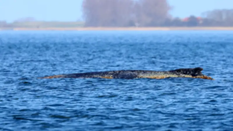 Buckelwal Timmy in Wismarbucht: Retter beobachten geschwächtes Tier