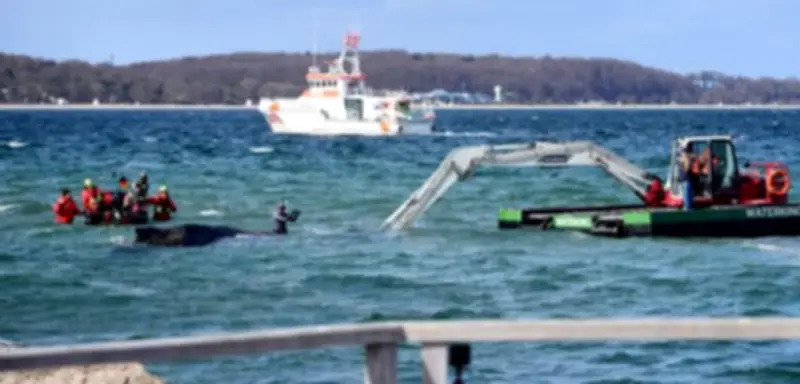 Buckelwal vor Timmendorfer Strand befreit: Rettungsaktion mit Baggern und Schnorchel erfolgreich