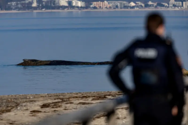 Buckelwal vor Timmendorfer Strand weiter in Not - Rettungsversuche bleiben erfolglos