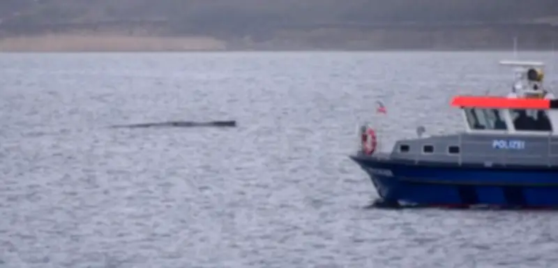 Buckelwal vor Wismar in Not: Dritte Rettungsaktion droht nach erneutem Feststecken