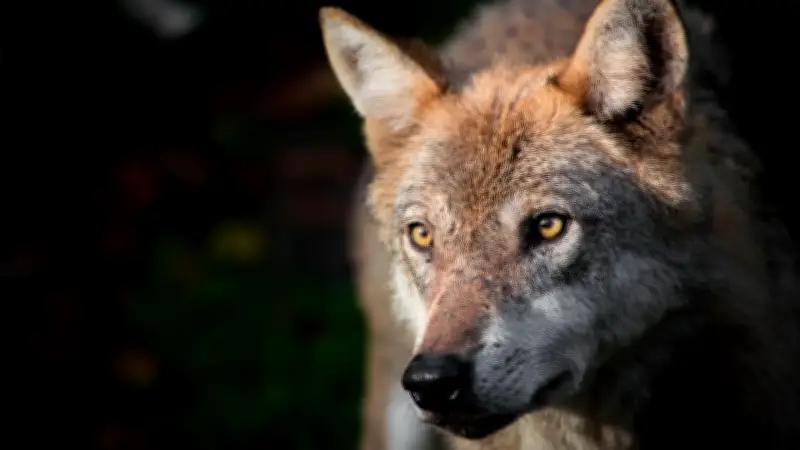 Bundesrat beschließt umstrittenes Jagdgesetz: Länder dürfen Wölfe nun leichter abschießen