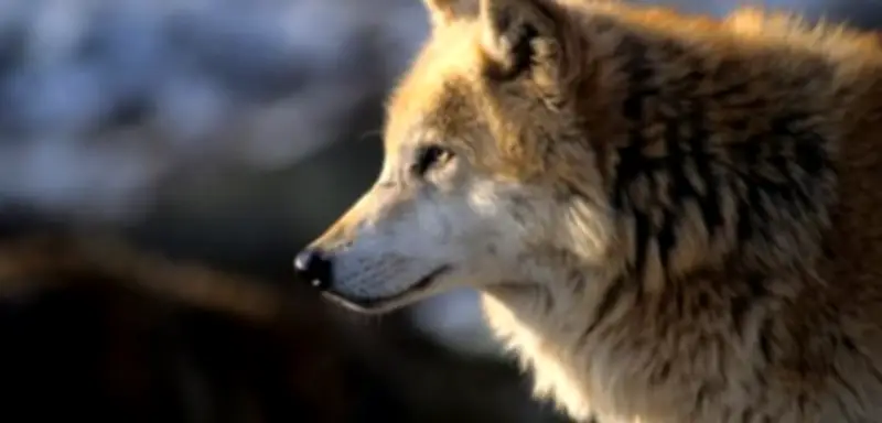 Bundestag erlaubt legale Wolfsjagd: Kontroverse Entscheidung und Expertenmeinungen