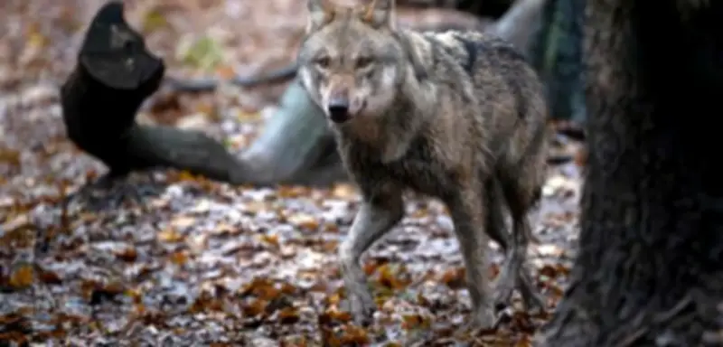 Bundestag erleichtert Wolfsjagd: Neues Gesetz zum Schutz von Weidetieren beschlossen