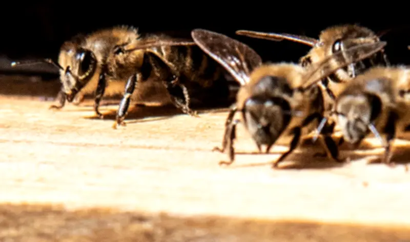 Bundestagsbienen überstehen kalten Berliner Winter erfolgreich