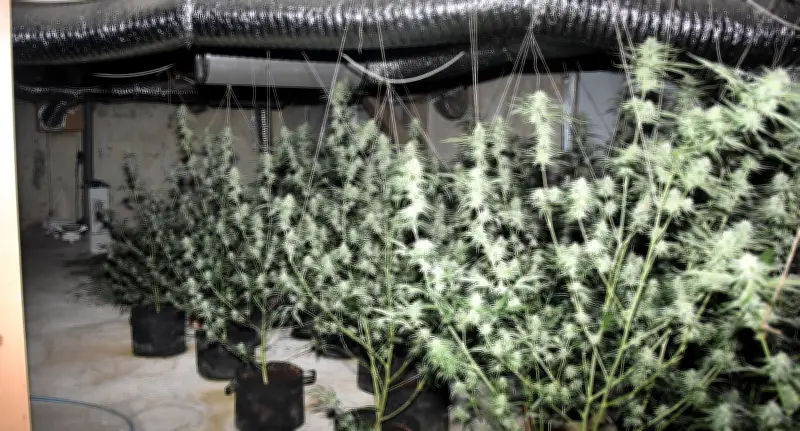 Cannabis-Legalisierung treibt Schwarzmarkt: Sachsen-Anhalt meldet Rekordfunde