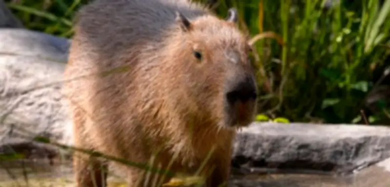 Capybara Samba entwischt aus britischem Zoo: Wasserschwein auf der Flucht in England
