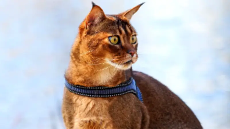 Caracat: Warum die umstrittene Hybridkatze Tierschützer und Experten alarmiert