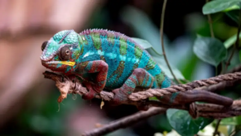 Chamäleons als Haustiere: Warum die faszinierenden Exoten nichts für Anfänger sind