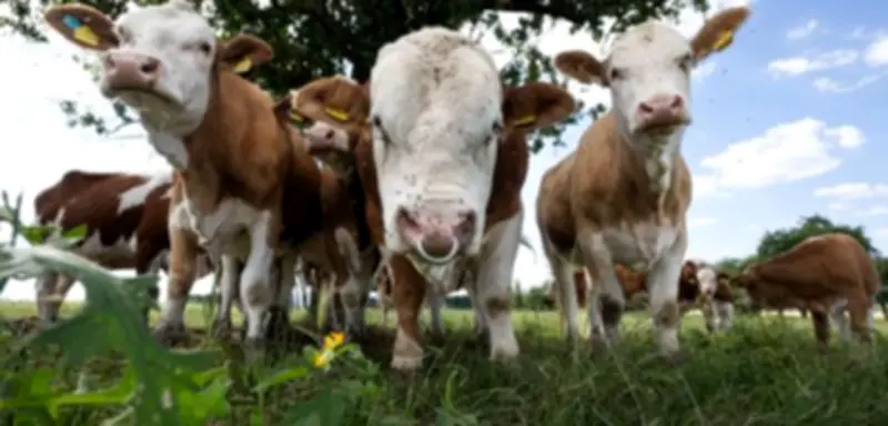 Chaos auf der B5: Rund 100 entlaufene Rinder blockieren Bundesstraße bei Heide