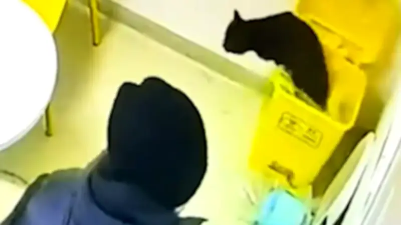 Chaos in der Praxis: Drei Katzen lösen Ausraster beim Tierarzt aus