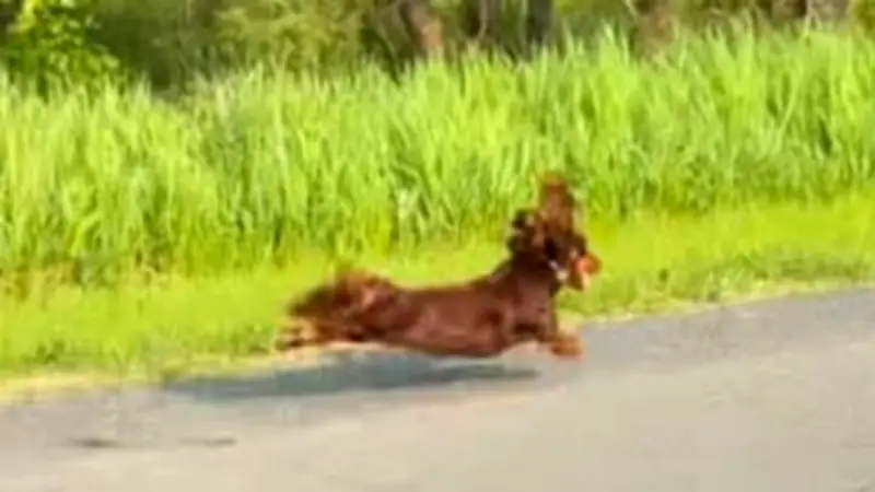 Dackel im Turbo-Modus: Wenn der Vierbeiner es besonders eilig hat