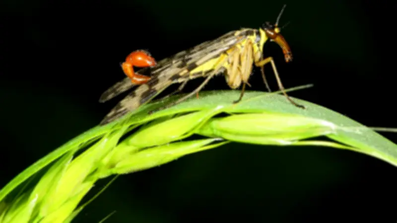 Der Stachel dieses Mitbewohners in Halle ist völlig ungefährlich