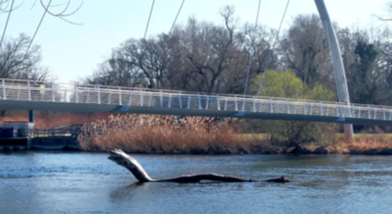 Dessau-Roßlau: Baumstamm unter Brücke erinnert an legendäres Loch-Ness-Monster