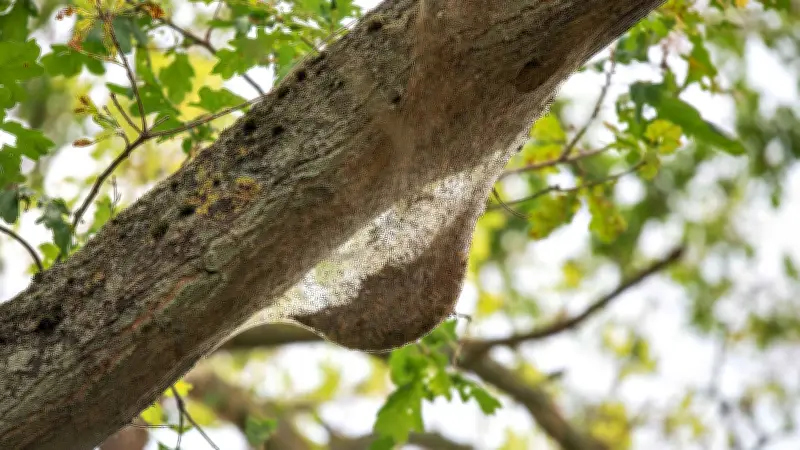 Dessau-Roßlau setzt auf innovative Technik im Kampf gegen Eichenprozessionsspinner