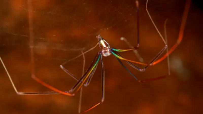 Deutsche Forscher entdecken blinde Spinnen mit schillernden Beinen in Laos-Höhlen