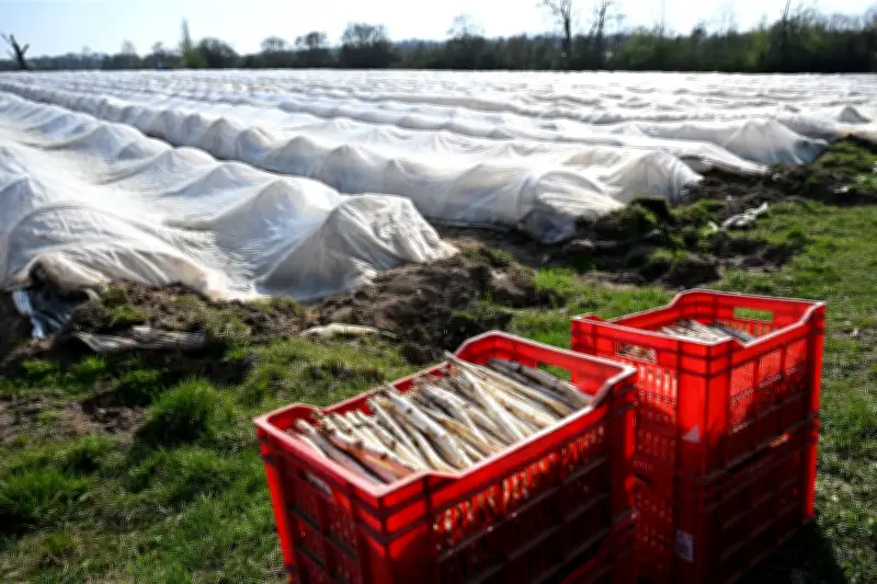 Deutsche Spargelernte schrumpft weiter – Importe aus Spanien und Mexiko steigen deutlich