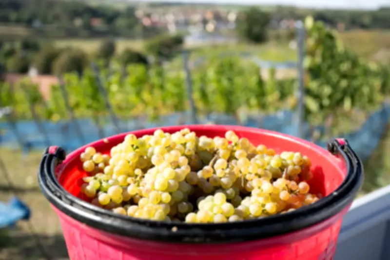 Deutsche Winzer kämpfen mit US-Zöllen und sinkender Nachfrage im Inland