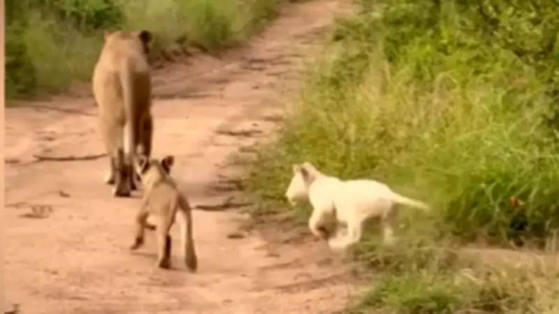Deutscher Fotograf gelingt Sensationsaufnahme von weißem Löwenbaby in der Savanne