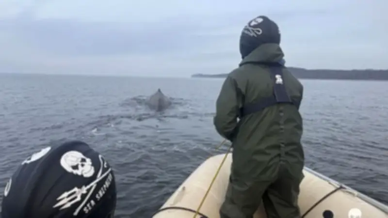 Drama auf der Ostsee: Tierschützer befreien Buckelwal vor Travemünde von gefährlichen Netzen