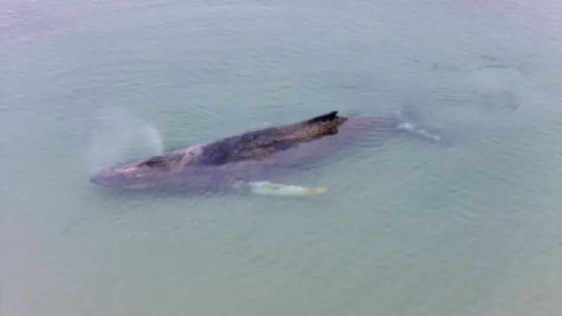 Drama in der Ostsee: Gestrandeter Buckelwal kämpft ums Überleben vor Timmendorfer Strand