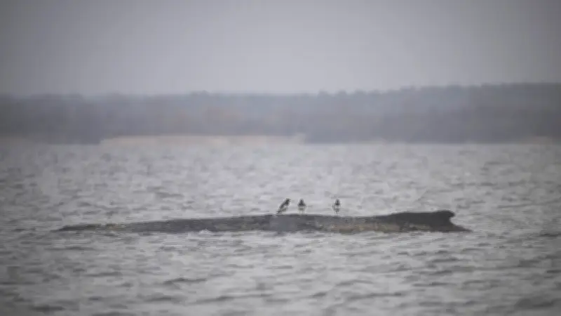 Drama um Buckelwal in Wismarbucht: Erneute Strandung trotz nächtlicher Befreiung