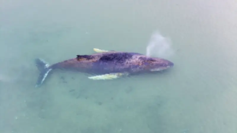 Dramatische Rettungsaktion an der Ostsee: Buckelwal seit Tagen am Timmendorfer Strand gefangen