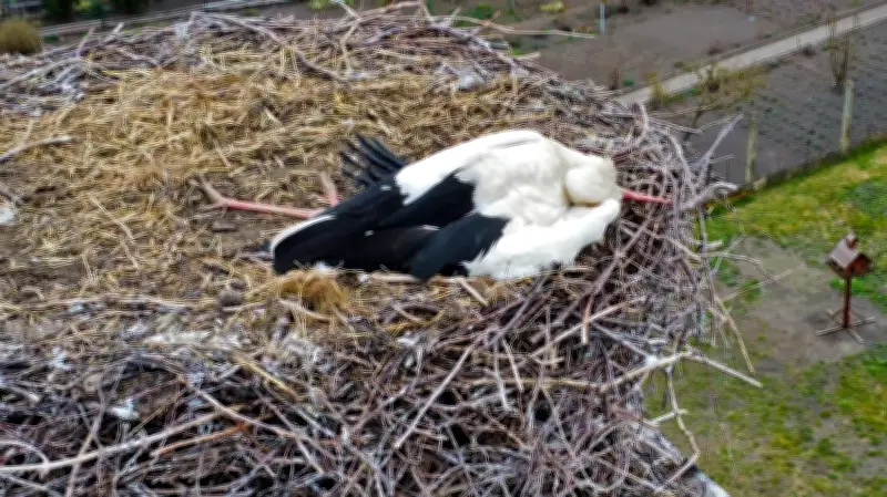 Dramatische Rettungsaktion in Frose: Verletzte Störchin nach Kampf am Storchenhorst gerettet
