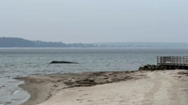 Dramatische Wal-Rettung an der Ostsee: Bagger kämpfen um Leben junges Buckelwals