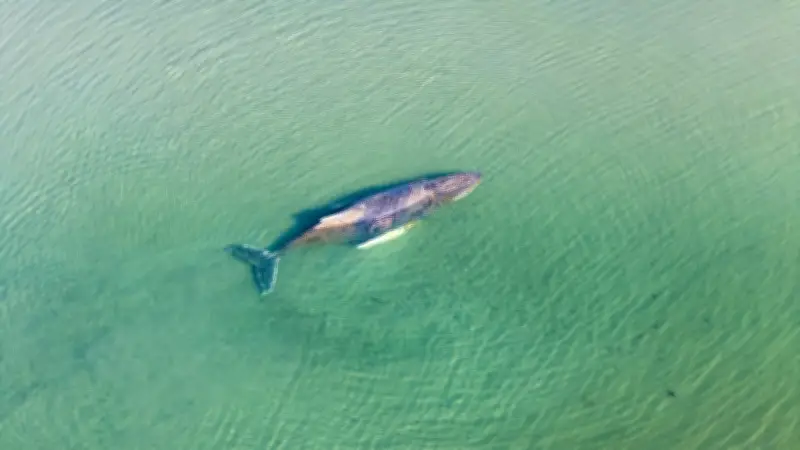 Dramatische Walrettung in der Ostsee: Gaffer behindern lebenswichtige Rettungsaktion