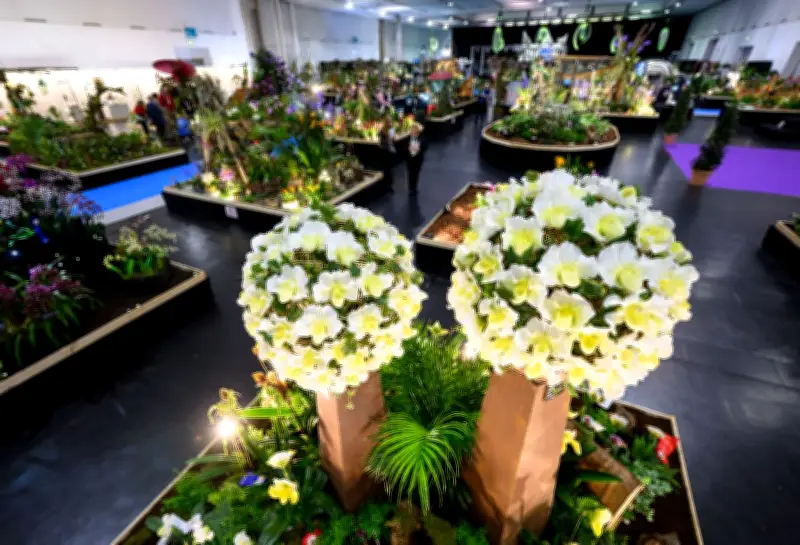 Dresdner Messe präsentiert weltgrößte Orchideenschau mit Züchtern aus fünf Kontinenten