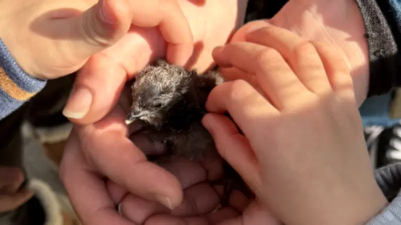 DRK-Kita in Güstrow: Küken-Projekt fördert Naturverständnis und Empathie bei Kindern